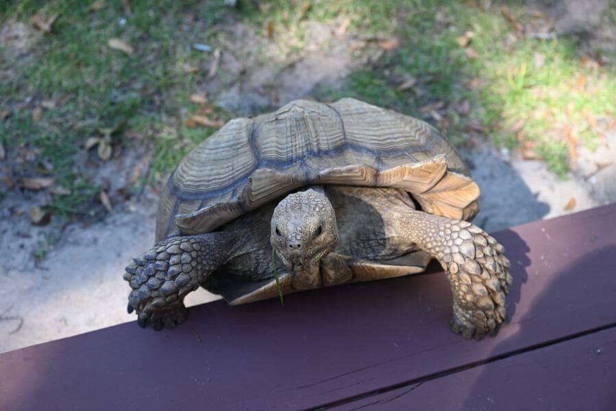 1996 Nimble Nomad Tropical