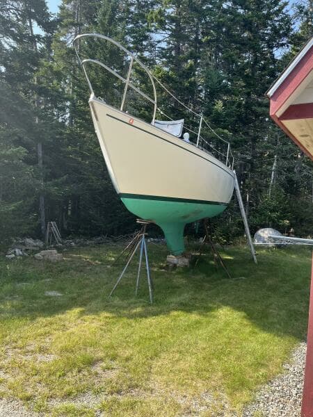 Kittiwake on the hard