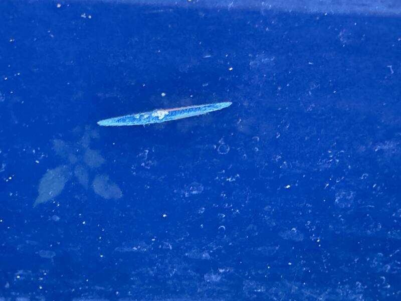 2006 Regal 3360 Window Express