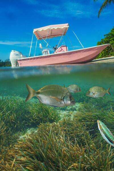 Palm Yacht 17 - Exterior Profile